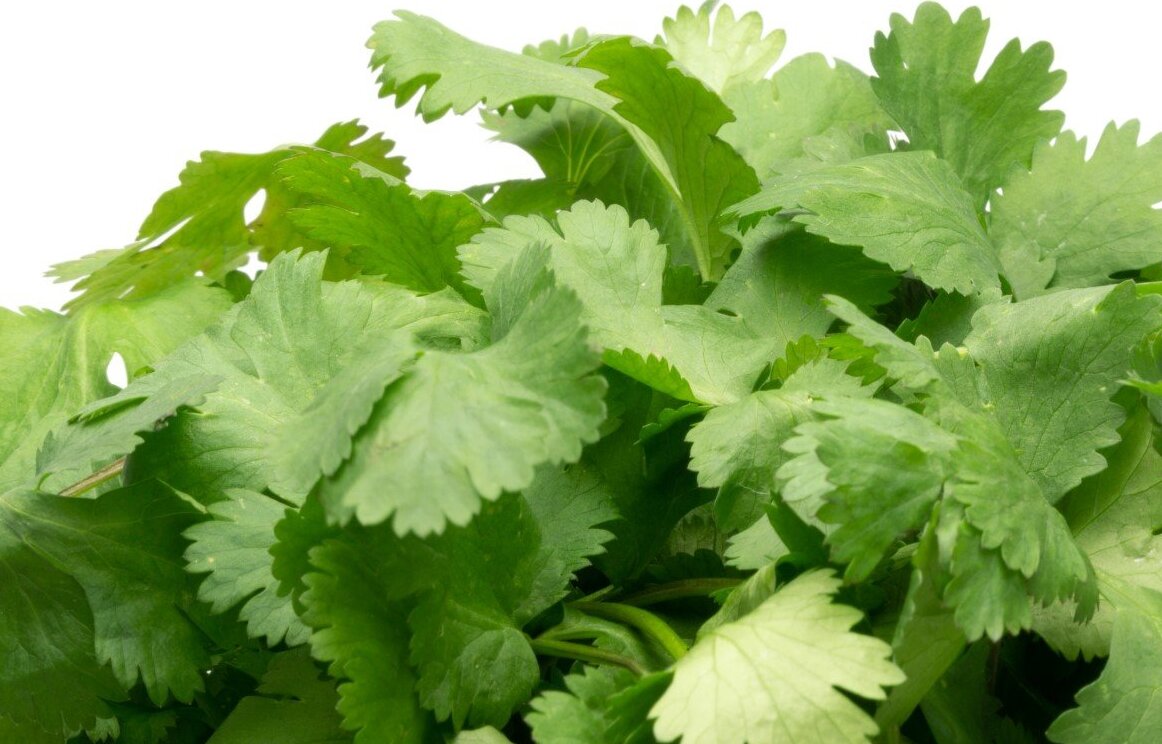 El precio del cilantro está por las nubes: ¡A 700 pesos el manojo!